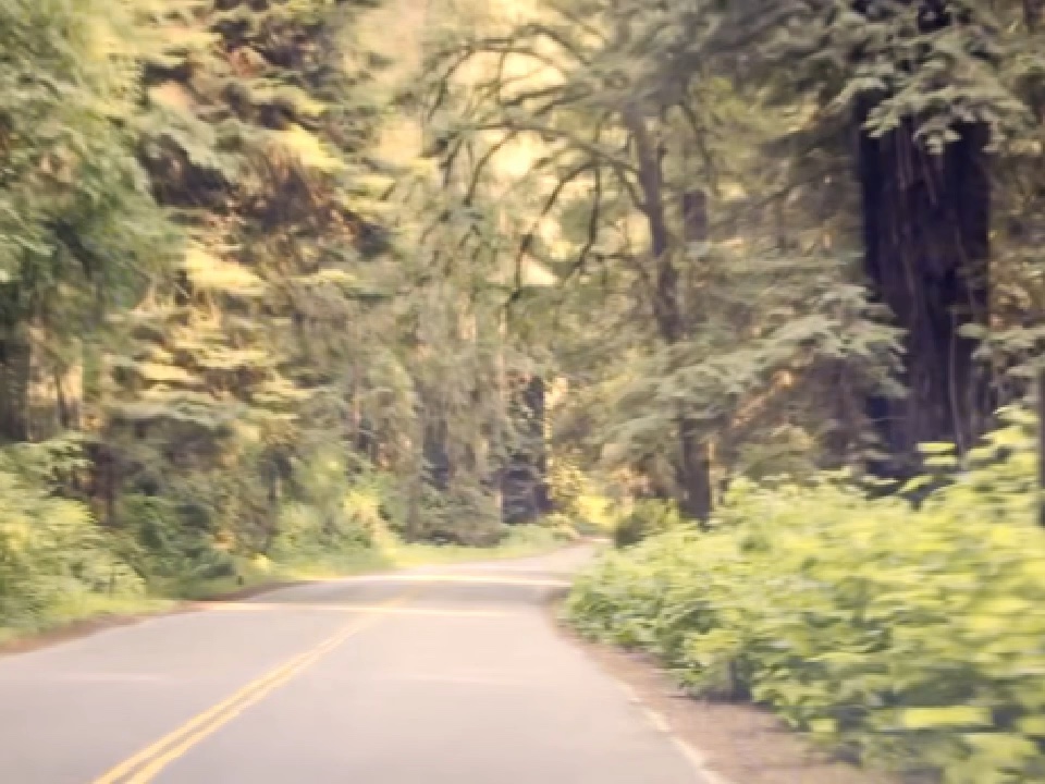 Frame from Redwoods '02